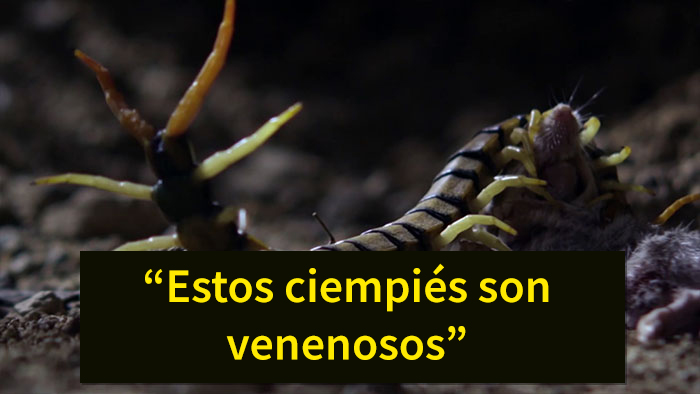 Este es el ratón más hardcore que hayas visto: caza escorpiones y aúlla a la luna