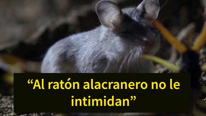 Este es el ratón más hardcore que hayas visto: caza escorpiones y aúlla a la luna