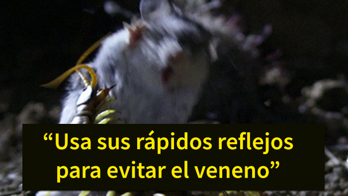 Este es el ratón más hardcore que hayas visto: caza escorpiones y aúlla a la luna
