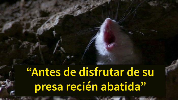 Este es el ratón más hardcore que hayas visto: caza escorpiones y aúlla a la luna