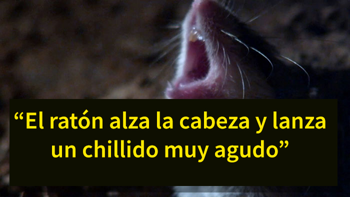 Este es el ratón más hardcore que hayas visto: caza escorpiones y aúlla a la luna