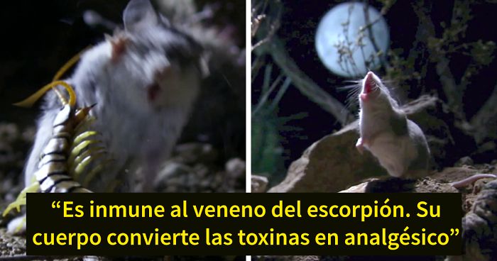 Este es el ratón más hardcore que hayas visto: caza escorpiones y aúlla a la luna
