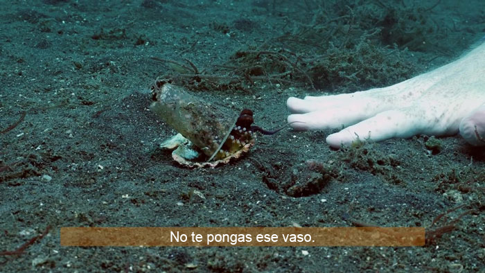 Buzo convence a un pulpo bebé para que abandone su vaso de plástico y lo cambie por una concha