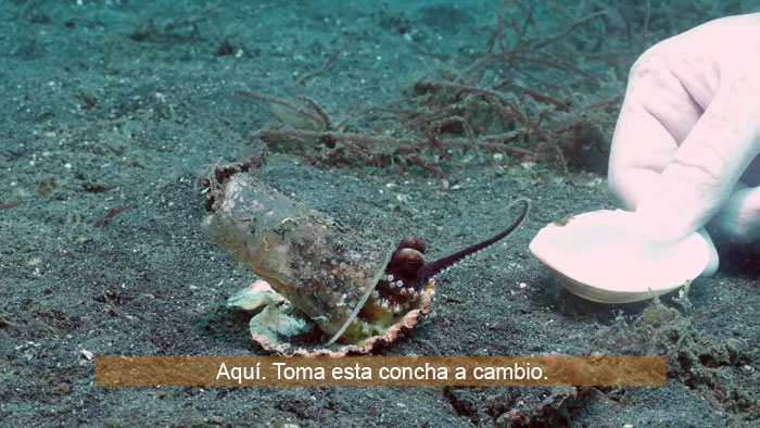 Buzo convence a un pulpo bebé para que abandone su vaso de plástico y lo cambie por una concha