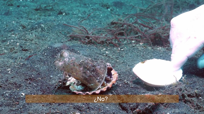 Buzo convence a un pulpo bebé para que abandone su vaso de plástico y lo cambie por una concha