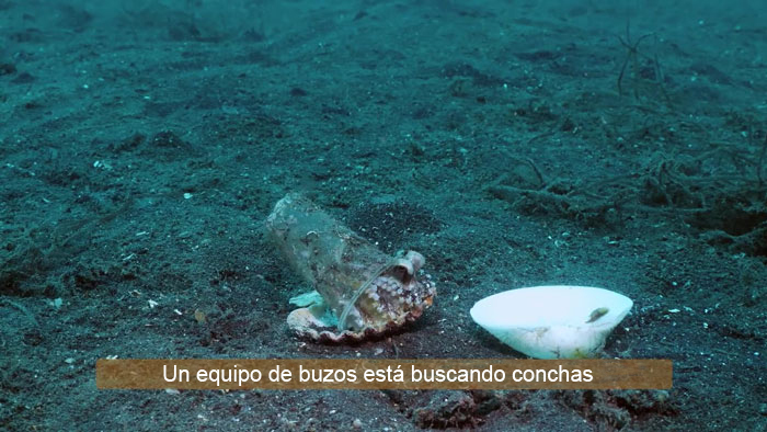 Buzo convence a un pulpo bebé para que abandone su vaso de plástico y lo cambie por una concha