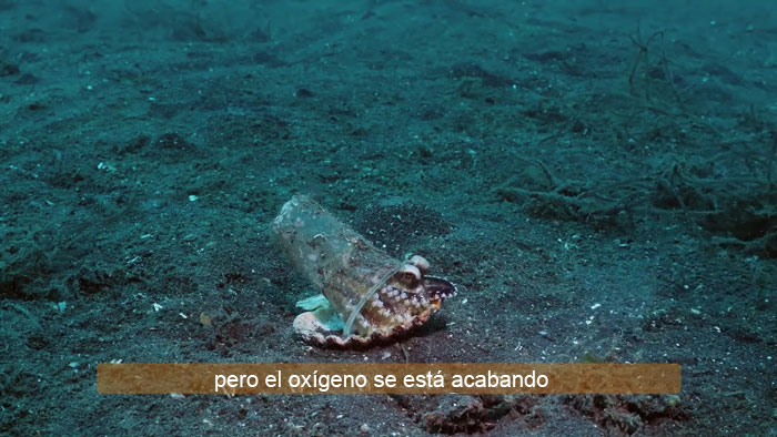 Buzo convence a un pulpo bebé para que abandone su vaso de plástico y lo cambie por una concha