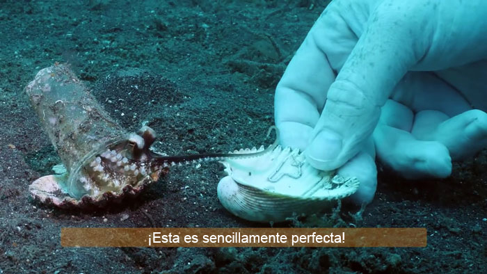Buzo convence a un pulpo bebé para que abandone su vaso de plástico y lo cambie por una concha
