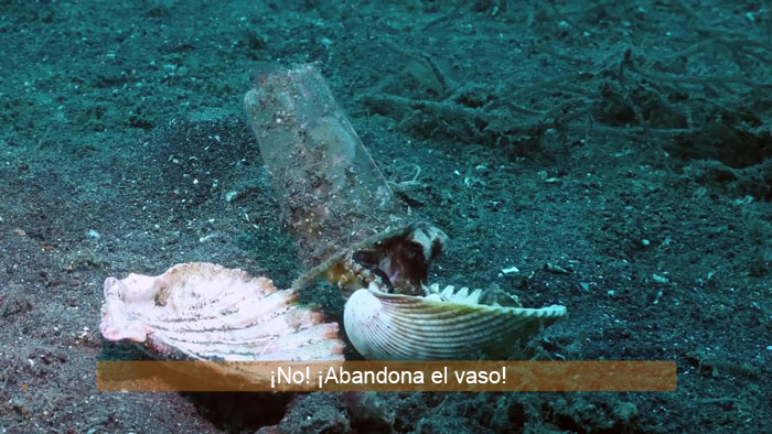 Buzo convence a un pulpo bebé para que abandone su vaso de plástico y lo cambie por una concha