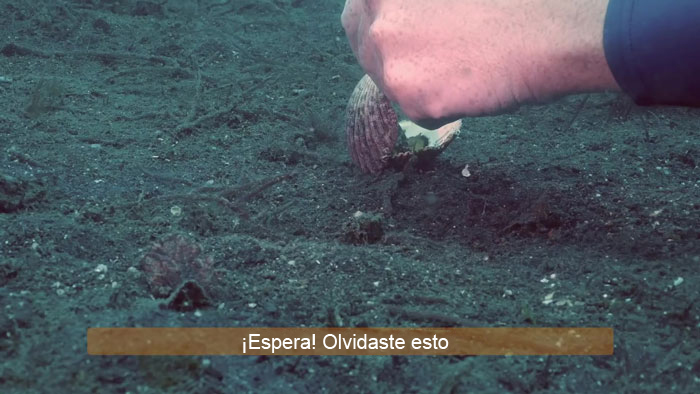Buzo convence a un pulpo bebé para que abandone su vaso de plástico y lo cambie por una concha