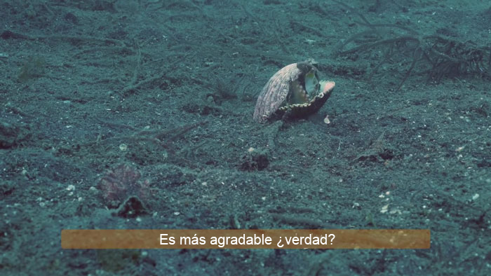 Buzo convence a un pulpo bebé para que abandone su vaso de plástico y lo cambie por una concha