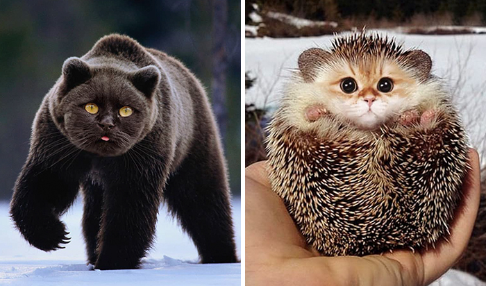 Alguien Se Imagina Cómo Se Vería Todo Si Tuviera Cara De Gato Y El Resultado Es Tan Divertido Como Perturbador