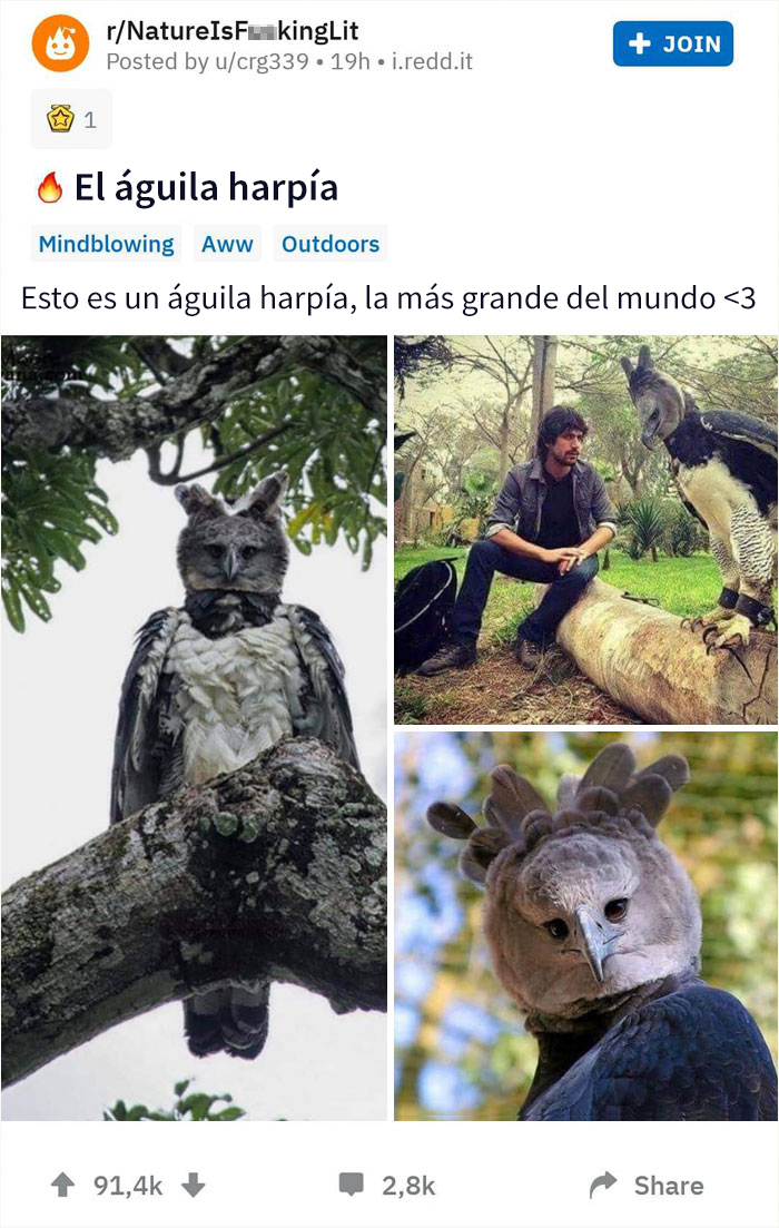 El águila harpía es un ave tan grande que hay quien cree que es una persona disfrazada
