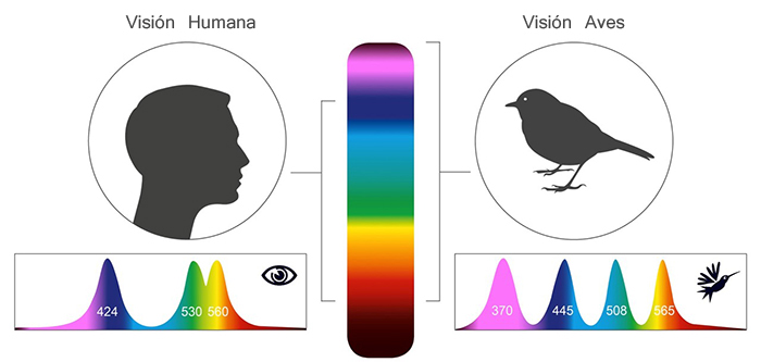 Así Es Cómo Ven El Mundo Los Pájaros Comparado Con los Humanos Y Es Alucinante