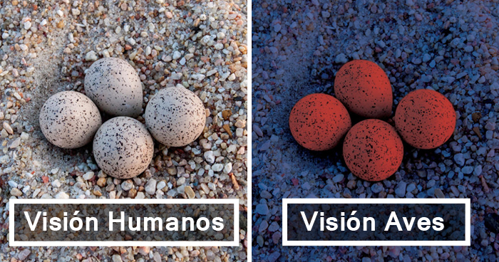Así Es Cómo Ven El Mundo Los Pájaros Comparado Con los Humanos Y Es Alucinante