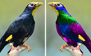 Así Es Cómo Ven El Mundo Los Pájaros Comparado Con los Humanos Y Es Alucinante