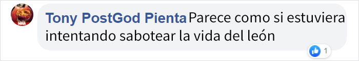 Esta mujer se metió en el recinto de un león, demostrando su estupidez