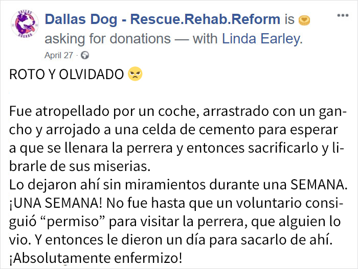 Este perro "roto y olvidado" no para de sonreír desde que fue rescatado