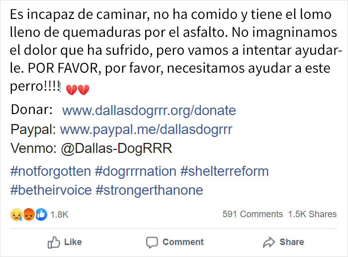 Este perro "roto y olvidado" no para de sonreír desde que fue rescatado