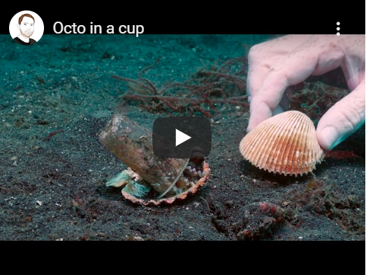 Buzo convence a un pulpo bebé para que abandone su vaso de plástico y lo cambie por una concha