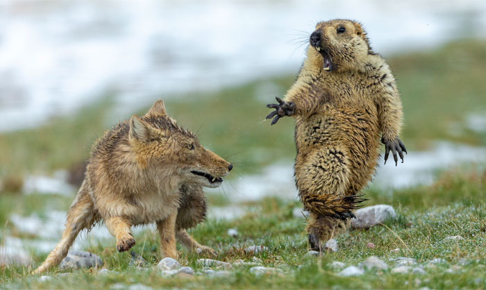 Las 35 Mejores Fotos De Vida Salvaje Del «Wild Life Photographer Of The Year 2019»