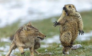 Las 35 Mejores Fotos De Vida Salvaje Del "Wild Life Photographer Of The Year 2019"