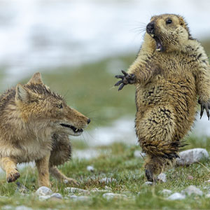 Las 35 Mejores Fotos De Vida Salvaje Del "Wild Life Photographer Of The Year 2019"
