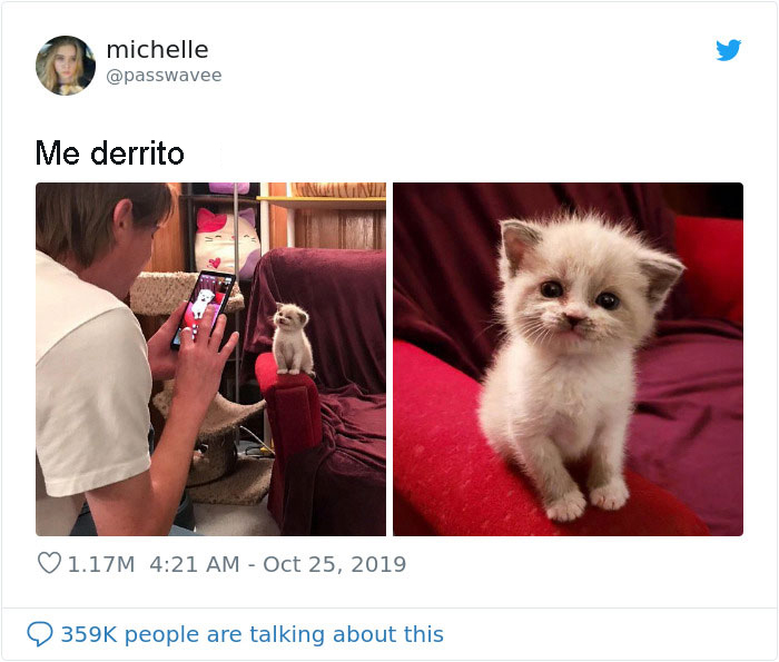 Gatita Adoptada Da La Sonrisa Más Linda Durante Una Sesión De Fotos Y Todo Internet Se Enamora