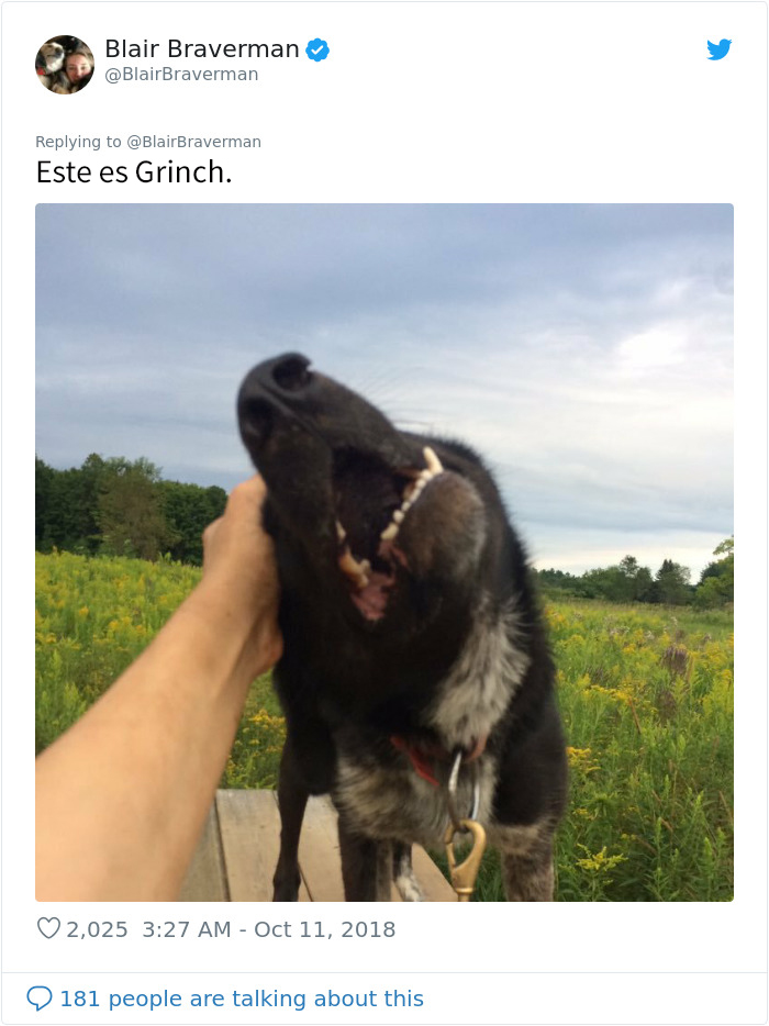 Esta mujer documentó como su perro de trineo "encantador pero tontísimo" la llevó a casa, y es graciosísimo