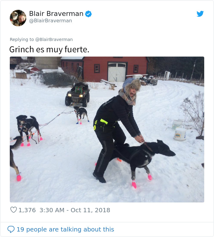 Esta mujer documentó como su perro de trineo "encantador pero tontísimo" la llevó a casa, y es graciosísimo