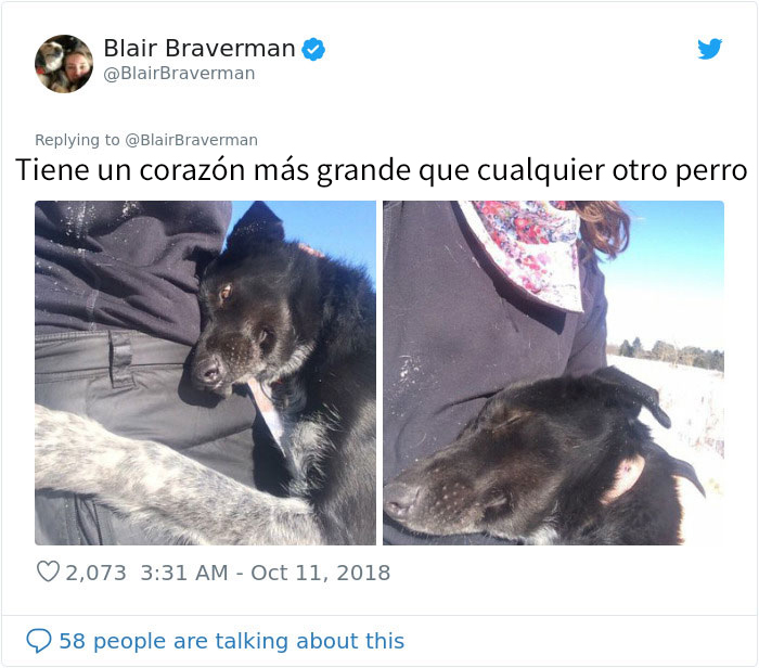 Esta mujer documentó como su perro de trineo "encantador pero tontísimo" la llevó a casa, y es graciosísimo