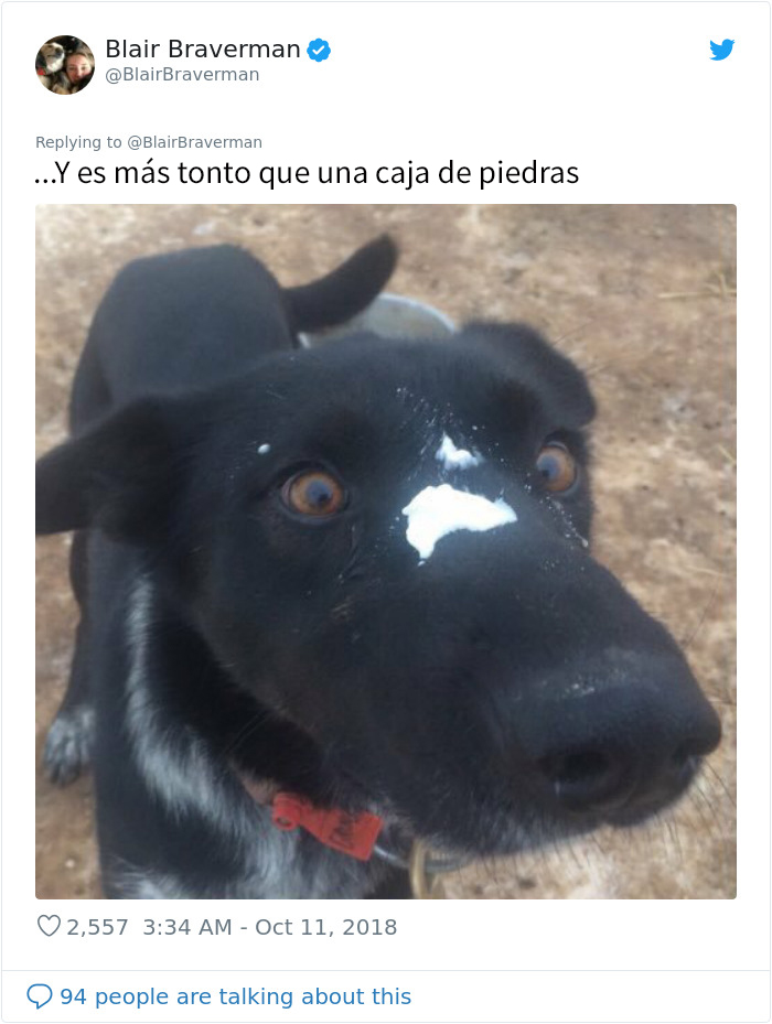 Esta mujer documentó como su perro de trineo "encantador pero tontísimo" la llevó a casa, y es graciosísimo