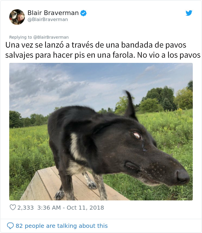 Esta mujer documentó como su perro de trineo "encantador pero tontísimo" la llevó a casa, y es graciosísimo