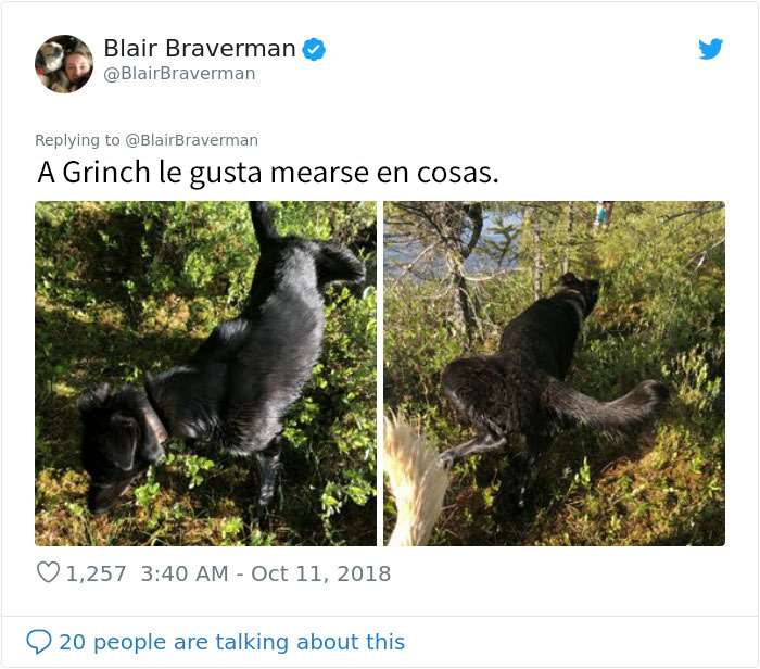 Esta mujer documentó como su perro de trineo "encantador pero tontísimo" la llevó a casa, y es graciosísimo
