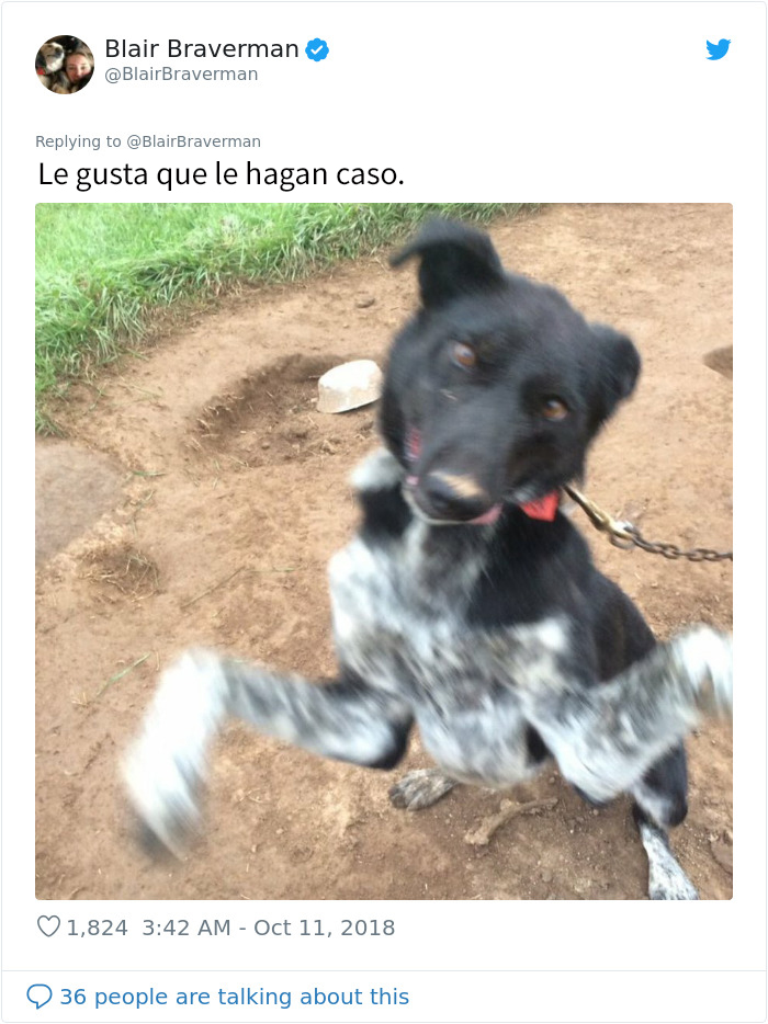 Esta mujer documentó como su perro de trineo "encantador pero tontísimo" la llevó a casa, y es graciosísimo