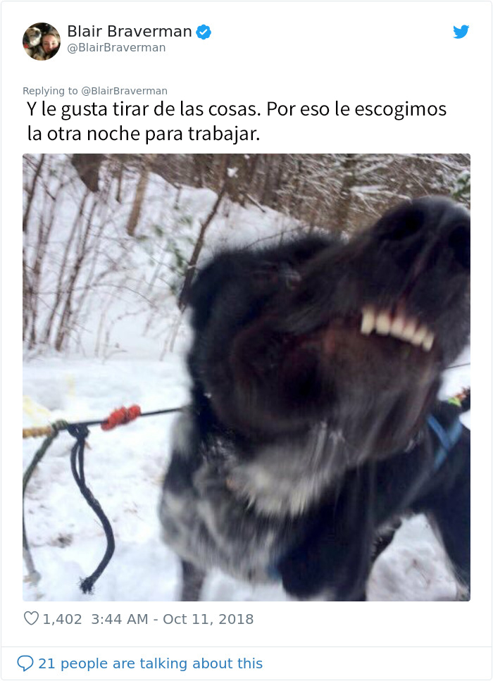 Esta mujer documentó como su perro de trineo "encantador pero tontísimo" la llevó a casa, y es graciosísimo
