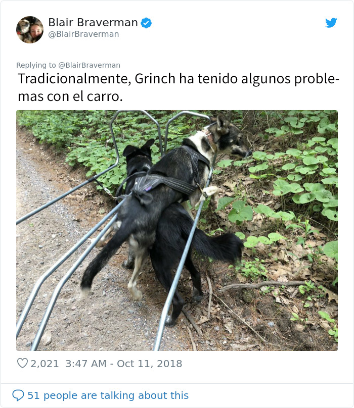 Esta mujer documentó como su perro de trineo "encantador pero tontísimo" la llevó a casa, y es graciosísimo