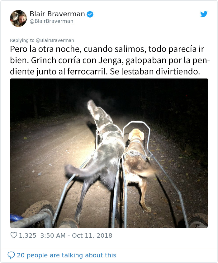 Esta mujer documentó como su perro de trineo "encantador pero tontísimo" la llevó a casa, y es graciosísimo