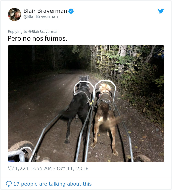 Esta mujer documentó como su perro de trineo "encantador pero tontísimo" la llevó a casa, y es graciosísimo