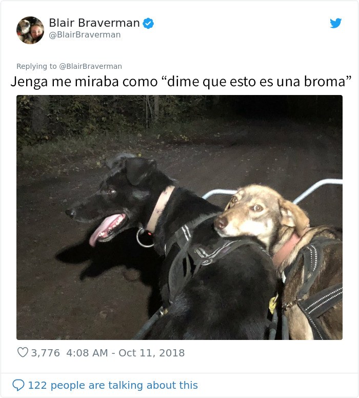 Esta mujer documentó como su perro de trineo "encantador pero tontísimo" la llevó a casa, y es graciosísimo