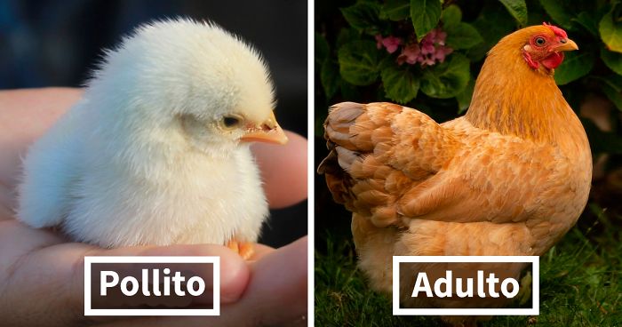El aspecto de 30 aves cuando son adultas y polluelos