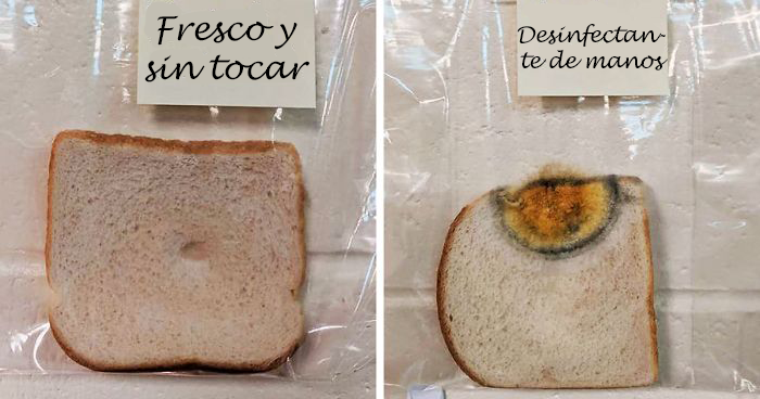 Se vuelve viral el experimento científico con pan de molde que han realizado en esta escuela de primaria