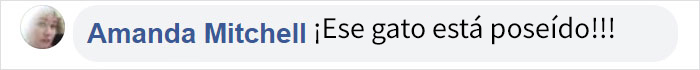 Este gato habla con acento sureño y la gente no para de verlo