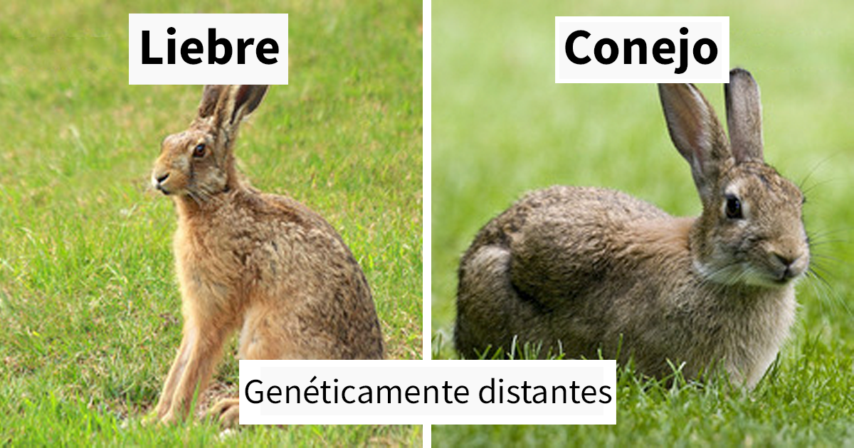Estas sorprendentes parejas de animales tienen aspecto similar pero son genéticamente incompatibles