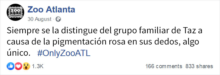 Esta gorila ha nacido sin pigmentación en los dedos y sorprende a la gente