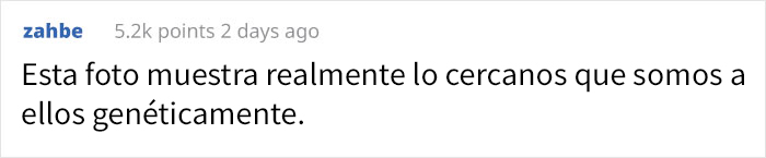 Esta gorila ha nacido sin pigmentación en los dedos y sorprende a la gente