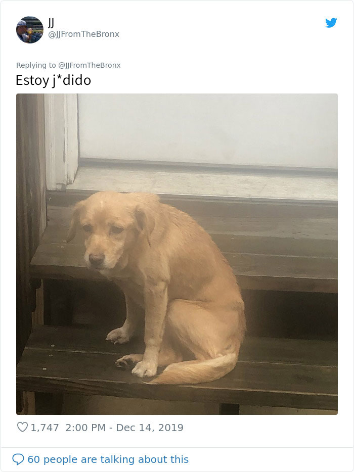 Este hombre dejó sin querer abierta la puerta de su casa y fue "elegido" por un perro callejero que se coló por la noche