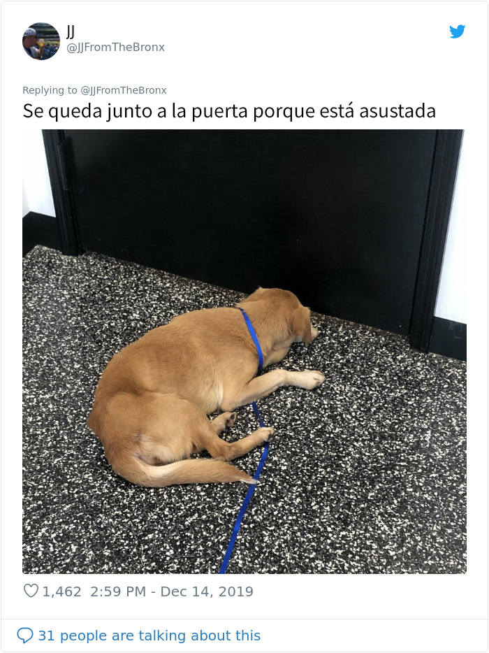 Este hombre dejó sin querer abierta la puerta de su casa y fue "elegido" por un perro callejero que se coló por la noche
