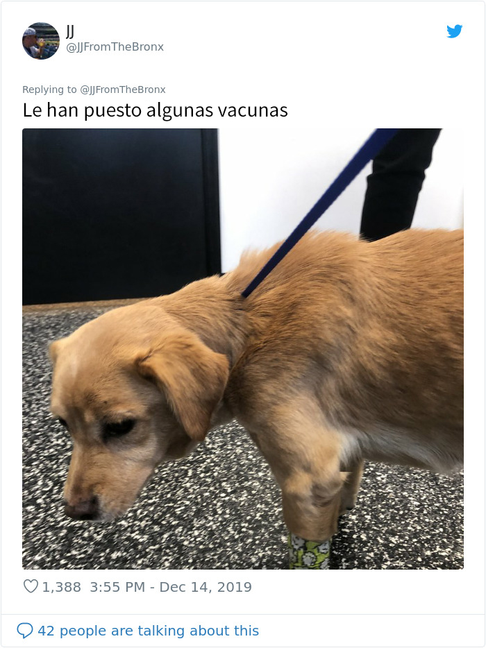 Este hombre dejó sin querer abierta la puerta de su casa y fue "elegido" por un perro callejero que se coló por la noche