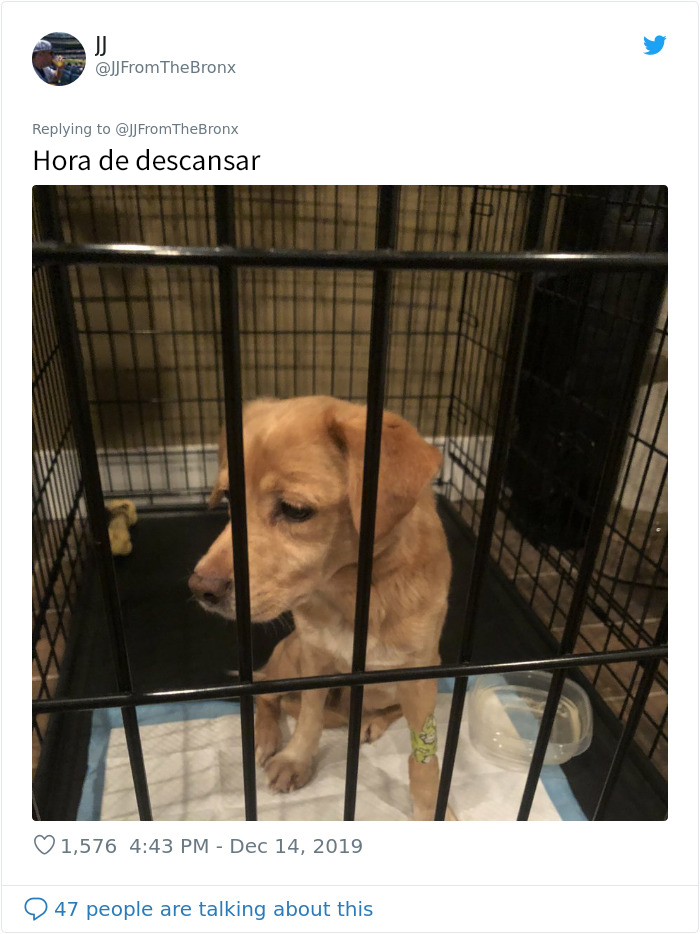 Este hombre dejó sin querer abierta la puerta de su casa y fue "elegido" por un perro callejero que se coló por la noche
